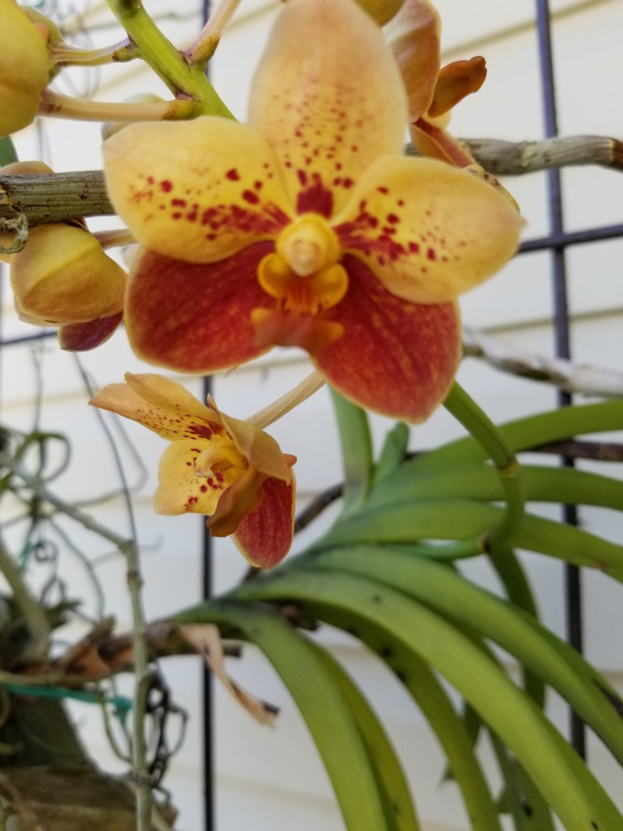 adelejenczyk1's tweet photo. Surprised to see this in #mygarden today #dendronium #LittleSweetScarlet #orchids #blooming #flowers #nature https://t.co/8xP4EbAz2n