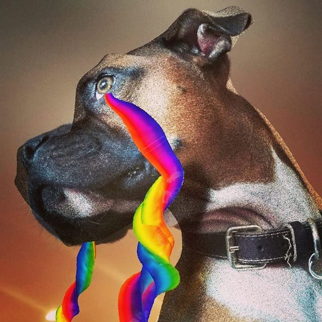 rovino's tweet photo. Winston's rainbow tears. #boxer #cinema4d #maxon #projectionman #slinewrap https://t.co/xYEhKIf9b4 https://t.co/OL7qRUW9Id