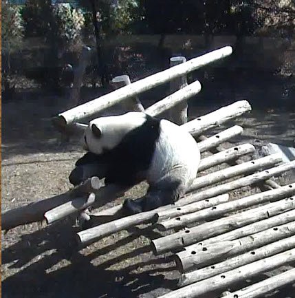 jkwok7's tweet photo. I don't think he is happy!! @TheTorontoZoo #TOPandas #TOPandaCubs #TOPandaCam #damao https://t.co/JqqPCSKUXs