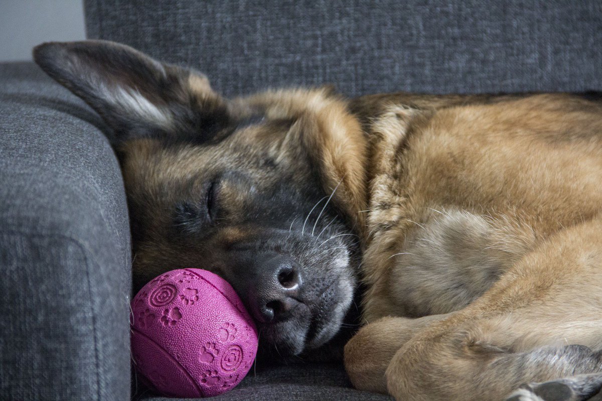 Are your furry friends grabbing some ZZZZs for #InternationalSleepDay?

We'd love to see your snaps 📷  ❤️