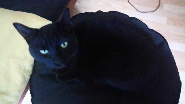 #Perdu: #Chat noir nommé shadow à pleudihen-sur-rance (22) (européen) alerte-animaux-perdus.fr/perdu-chat-sha…