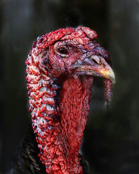 mackspw's tweet photo. A face only a mother could love. https://t.co/AVMRl9maMr