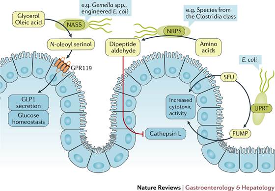 pdf gene flow from