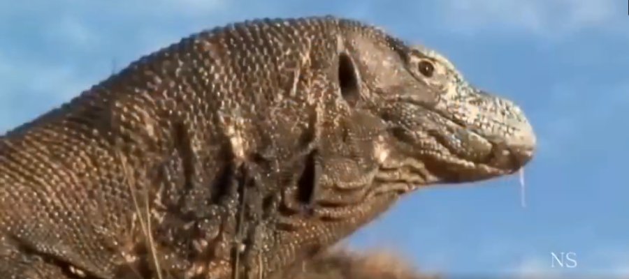 NDocumentarios's tweet image. Desafios Mortais - Dragã de komodo #Documentário #NationalGeographic #Netdocumentario netdocumentarios.com.br/2017/09/desafi…