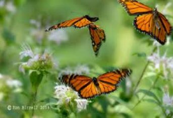 MonarcaTeam's tweet photo. FUN FACT: Monarchs make a 3,000 mile trip every year. #MortonPride https://t.co/dZubKA2ynP