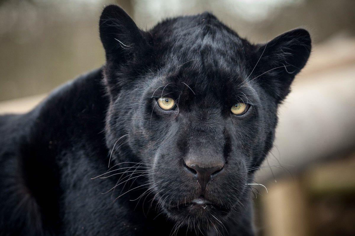 giles the big cat sanctuary