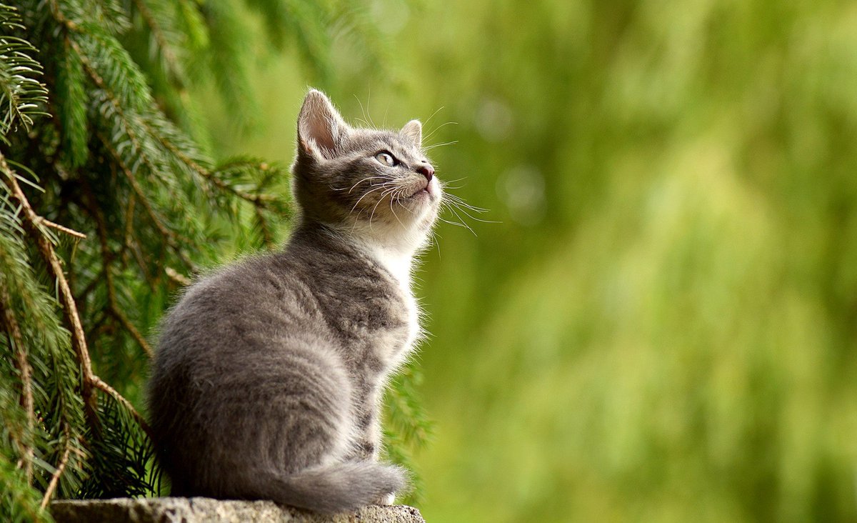pawTree's tweet image. Waiting for it to officially be Spring like.... #pawTree #happyFriday #weekend #cat