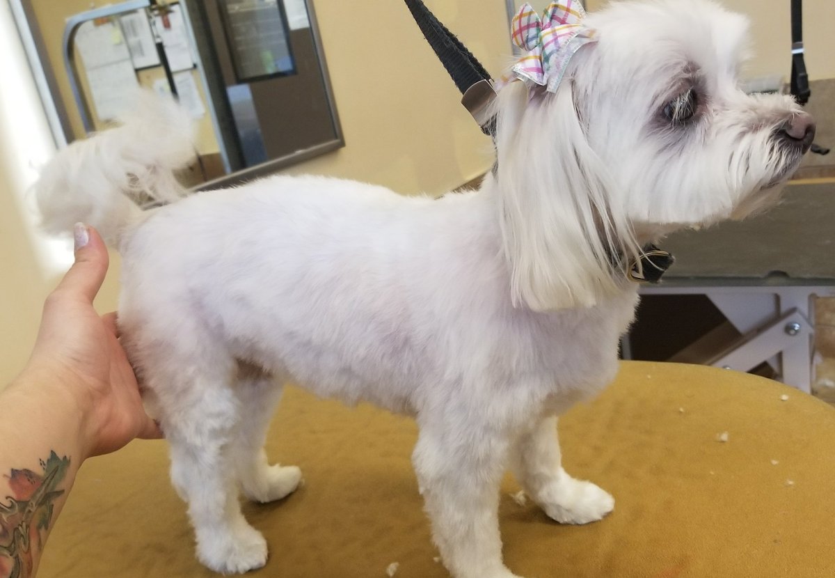Store #2249 #longisland #northeastgrooming
 Styist: Jeanette Perez 
(extreme makeover)
Daisy😍