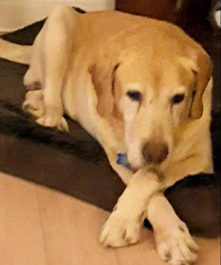 LabRescueLRCP's tweet image. Seriously, if there were a more perfect Lab, I haven’t met him. Rover, a gent of a certain age—9 years young, retired breeder dog, loves playing w/ toys, romping in a yard, walking gently on a leash,  cuddling w/ humans &amp;amp; canines, watching TV—is the perfect Lab! #PERFECTDOG