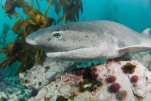 MissionShark's tweet photo. Z-PING CST (3.14.18 0848) The Broadnose seven gill shark (Notorynchus cepedianus) is large (up to 10ft) with seven gill slits, found along coastal areas of many oceans. Opportunistic predators (sharks, rays, cetaceans, seals) and may hunt in packs! #FEARthePACK #parktoplanet https://t.co/OH1urwzJZa
