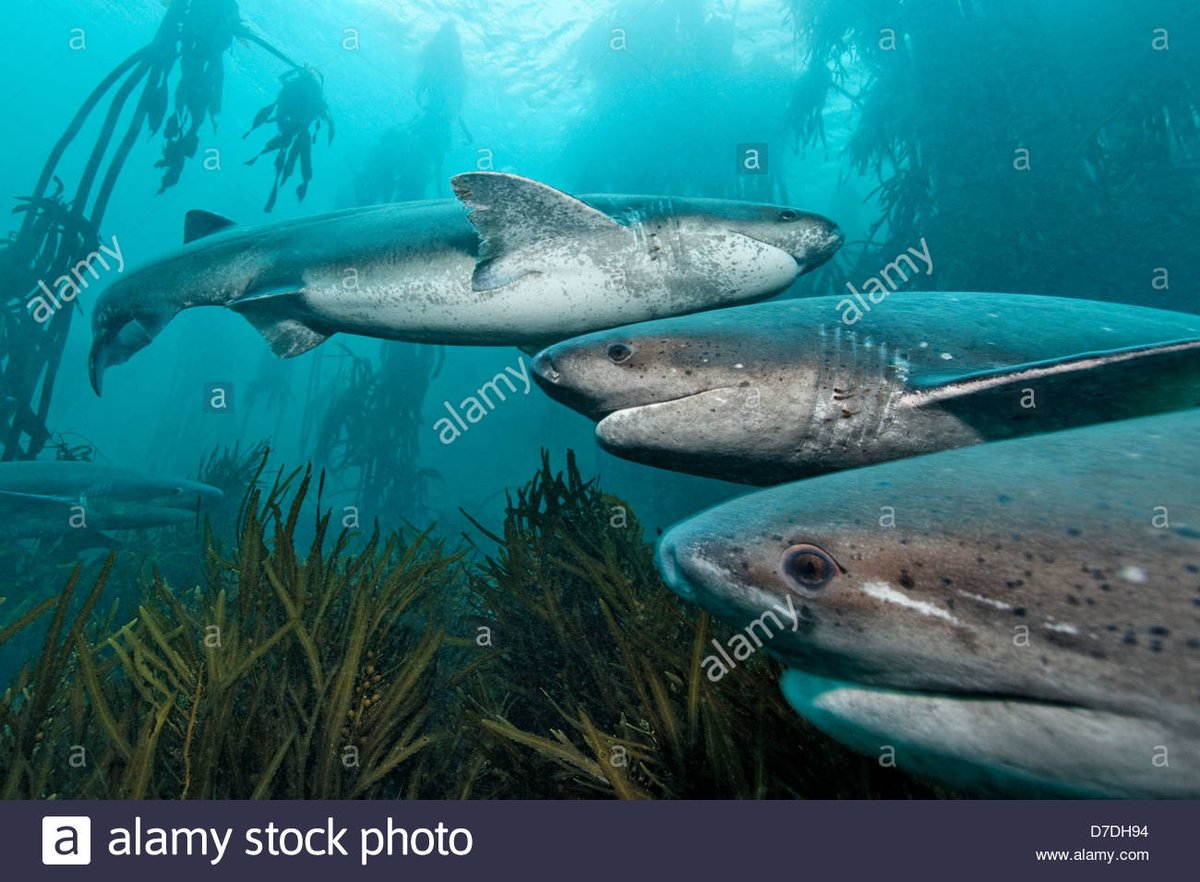 MissionShark's tweet photo. Z-PING CST (3.14.18 0848) The Broadnose seven gill shark (Notorynchus cepedianus) is large (up to 10ft) with seven gill slits, found along coastal areas of many oceans. Opportunistic predators (sharks, rays, cetaceans, seals) and may hunt in packs! #FEARthePACK #parktoplanet https://t.co/OH1urwzJZa