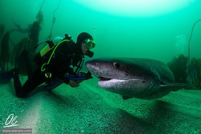 MissionShark's tweet photo. Z-PING CST (3.14.18 0848) The Broadnose seven gill shark (Notorynchus cepedianus) is large (up to 10ft) with seven gill slits, found along coastal areas of many oceans. Opportunistic predators (sharks, rays, cetaceans, seals) and may hunt in packs! #FEARthePACK #parktoplanet https://t.co/OH1urwzJZa