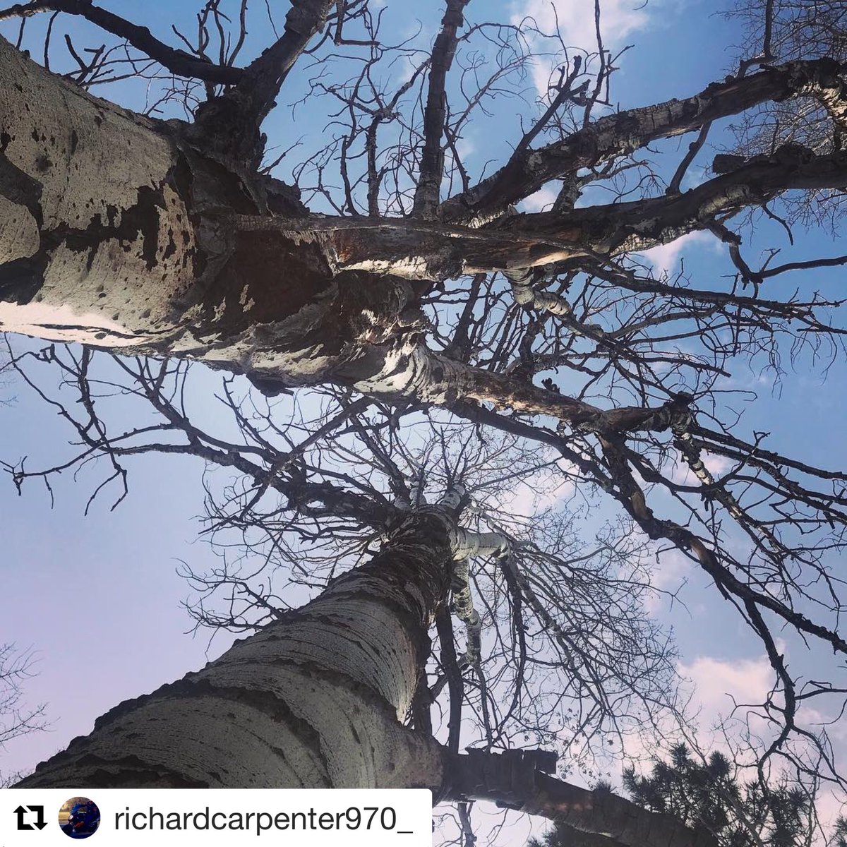 ellecarpenter's tweet photo. Check out this pic my brother took!  I’m going to print this &amp; put it on my ceiling 😍 #lifelookingup #aspentrees #Durango #Colorado #naturephotography https://t.co/7RbWl1t8xH