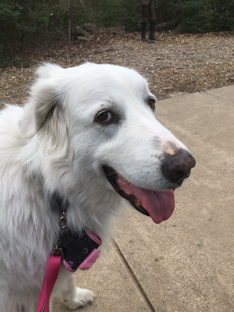 Pyrs2you's tweet photo. What’s up? Those people walked by without adoring me?? #PyrLife https://t.co/SjVCrZK58W