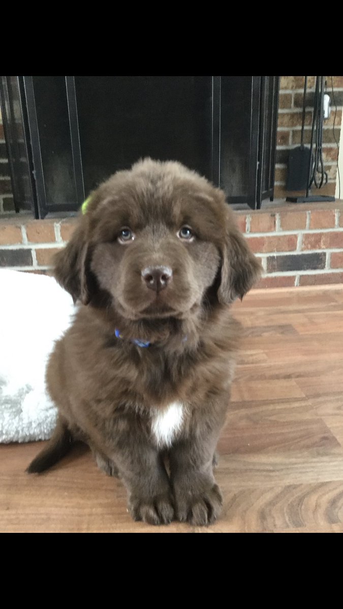 KaitKellyMerp's tweet photo. welcome to the fam Baloo https://t.co/eQWEL8g8b1