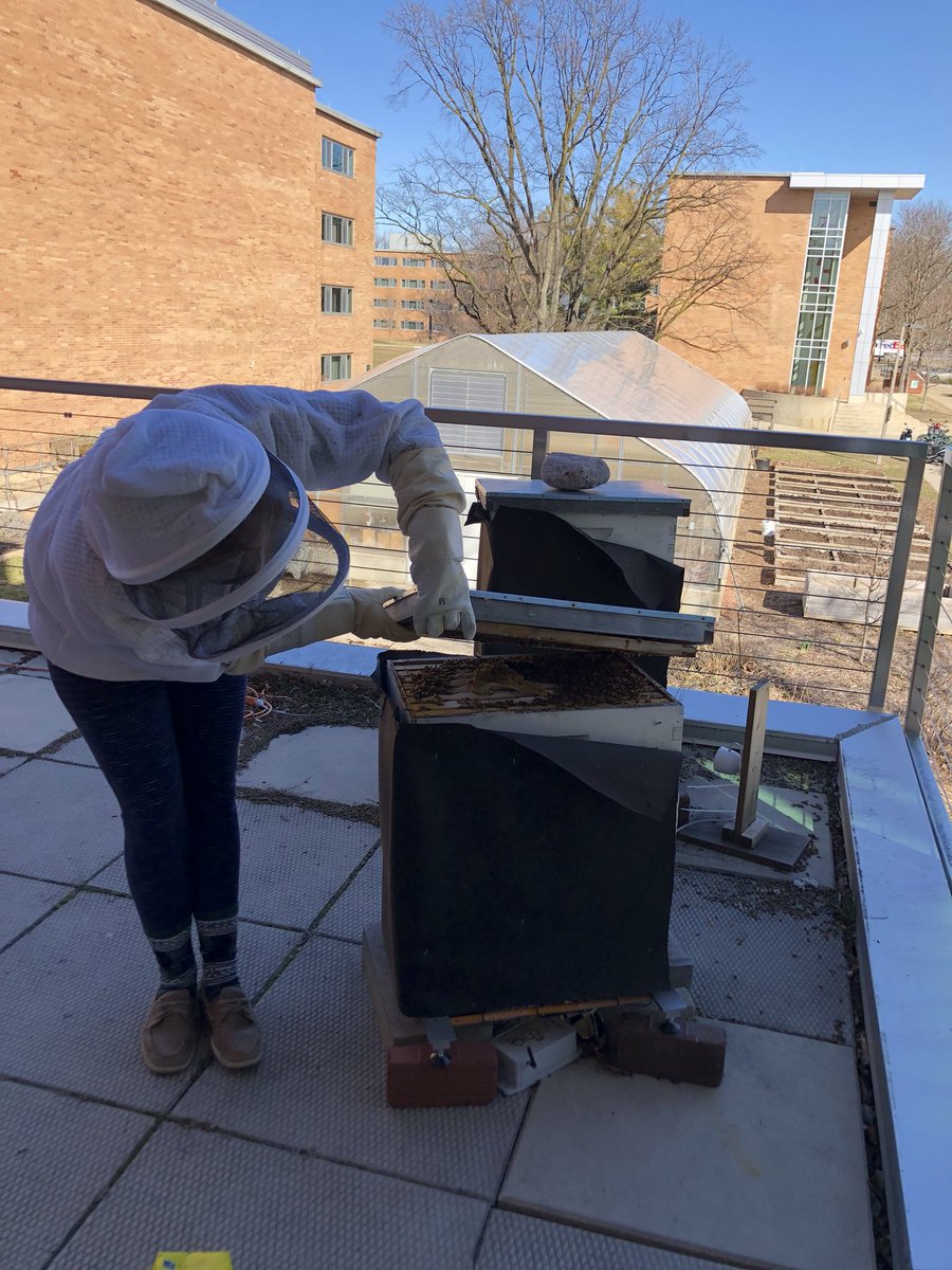 MSUBaileyBees's tweet photo. The girls are out flying on this beautiful Friday! We fed them more sugar and pollen! Go green! #savethebees #msurise https://t.co/OFfArgNByK