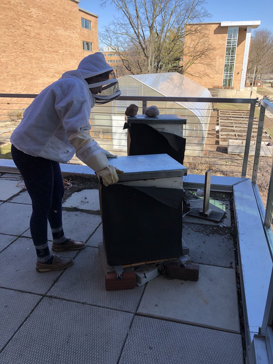 MSUBaileyBees's tweet photo. The girls are out flying on this beautiful Friday! We fed them more sugar and pollen! Go green! #savethebees #msurise https://t.co/OFfArgNByK