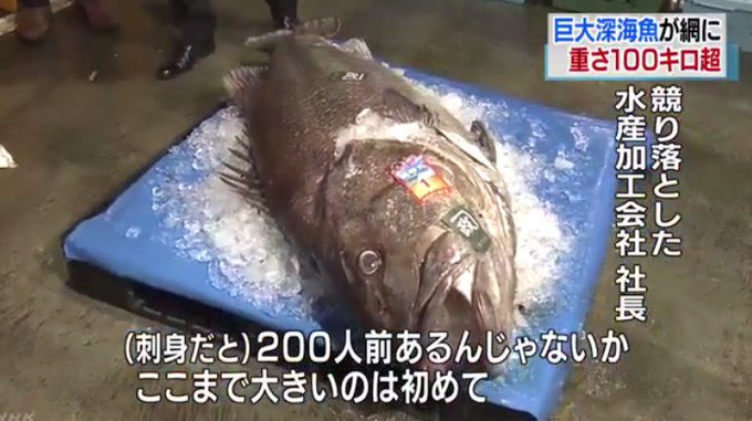画像 巨大深海魚 オオクチイシナギ が鳥取港に水揚げ どんな魚 まとめダネ