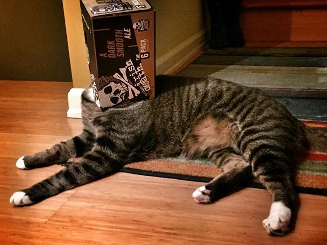 theaskaproducer's tweet photo. Just sitting around, boxing. Just a normal Thursday night. #ipostalotofcats #lincolnandarcher #ironhorsebrewery #beerkitty #drunkkitty https://t.co/bxlfAXHpe4 https://t.co/BiUaGAm5o5