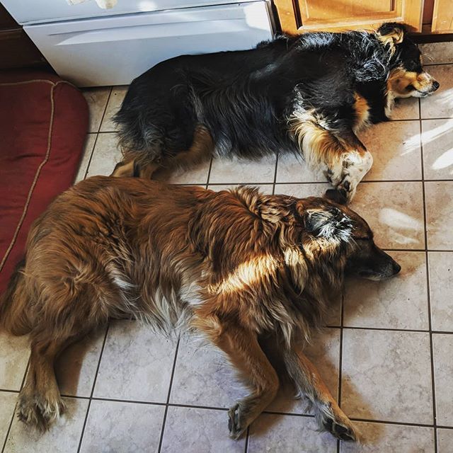 SandyVern's tweet photo. Synchronized sleeping ❤️💕🐾 #syncronizedsleeping
#dog #dogsofinstagram #australianshepherdsofinstagram #aussiesofinstagram #bordercolliesofinstagram #bordermix https://t.co/rUwOHw3EXL https://t.co/KdnvZBzuVh