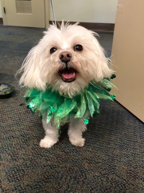 We wish our friends at @IrishTherapyDogs a very happy #StPatricksDay tomorrow! You continue to inspire us with the amazing work your therapy dog teams do every day. Our therapy dog teams are celebrating accordingly.