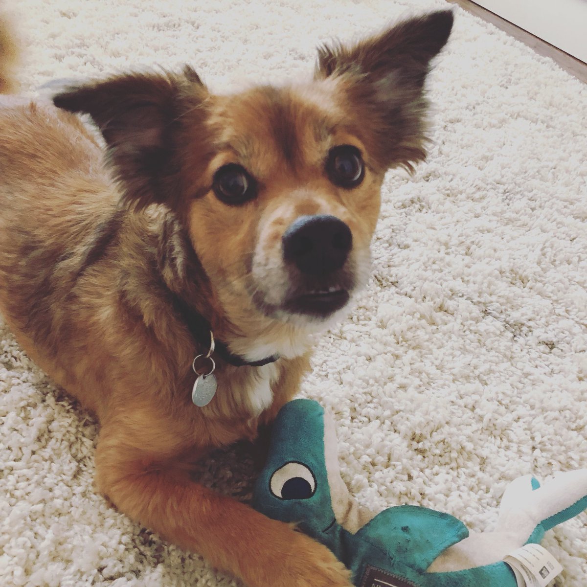 SpottedDogShop's tweet image. Happy FRIYAY from the Pickle pup! #etsy #dogbandana #picklepickupline 🐶🤗🐬