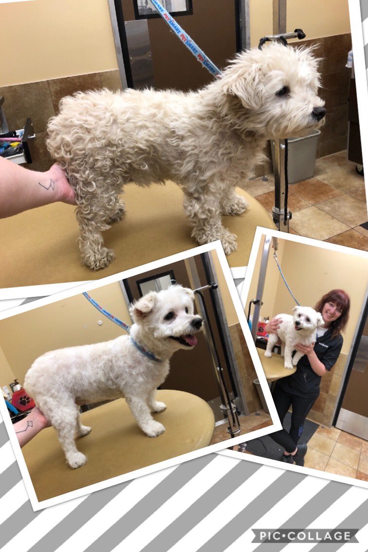 Noel’s extreme make over by Vienna! #2238 #easternnewengland #northeastgrooming