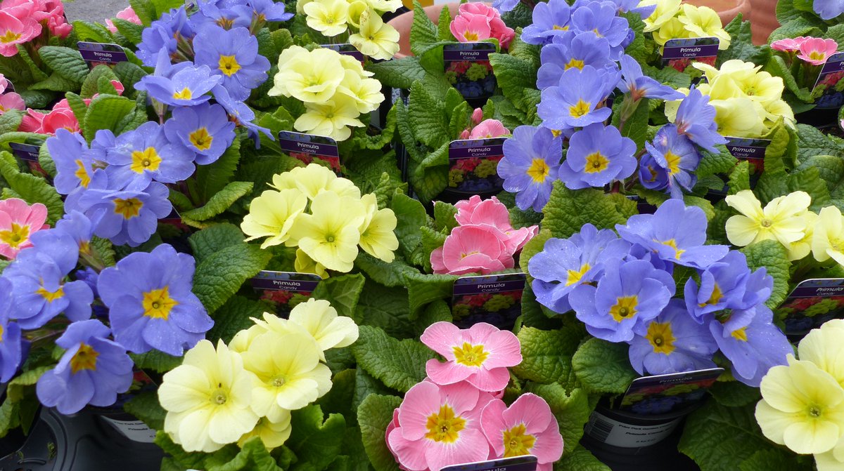 PPGCBath's tweet image. A wonderful new selection of Primroses in stock this weekend. #primroses #springbedding