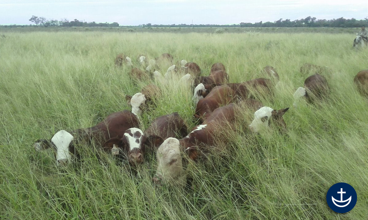 cabanapilaga's tweet photo. Terneros Braford S’7 Primavera en recría sobre lote de gatton panic en nuestra Estancia Las Palmitas (Campo Gallo, Sgo. del Estero).
#Ganaderia #Braford #Recria #GattonPanic #EstanciaLasPalmitas #CabañaPilaga https://t.co/zae9UnHxO0