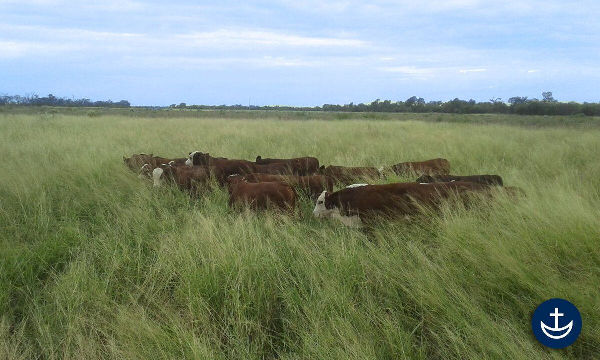 cabanapilaga's tweet photo. Terneros Braford S’7 Primavera en recría sobre lote de gatton panic en nuestra Estancia Las Palmitas (Campo Gallo, Sgo. del Estero).
#Ganaderia #Braford #Recria #GattonPanic #EstanciaLasPalmitas #CabañaPilaga https://t.co/zae9UnHxO0