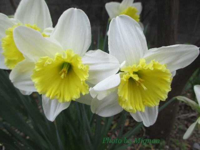 Hashtag ラッパズイセン Pe Twitter