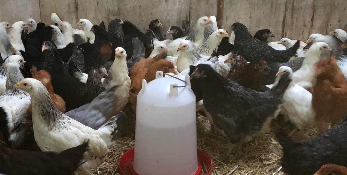 PetPoultry's tweet photo. In just 2 weeks I’ll be restocked with fabulous pullets, I am finalising numbers on Monday, to guarantee the type you’d like order before noon on the 19th March. After that reservations can still be made but when they are gone they are gone!  🐓🐓❤️ #thegoodlife #besteggsever https://t.co/65aTu8VwjN