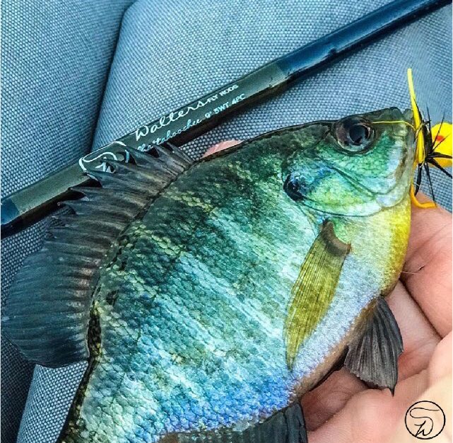 Topwater | Photo: <a href="/franklinflyfish/">Bo morrissey</a> #waltersflyrods