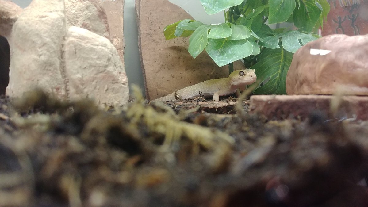 Beasties719's tweet photo. This beauty is checking out the new shop! #ColdBlooded #gecko #reptiles #719 #southerncolorado #steelcity https://t.co/IChDO31PpY
