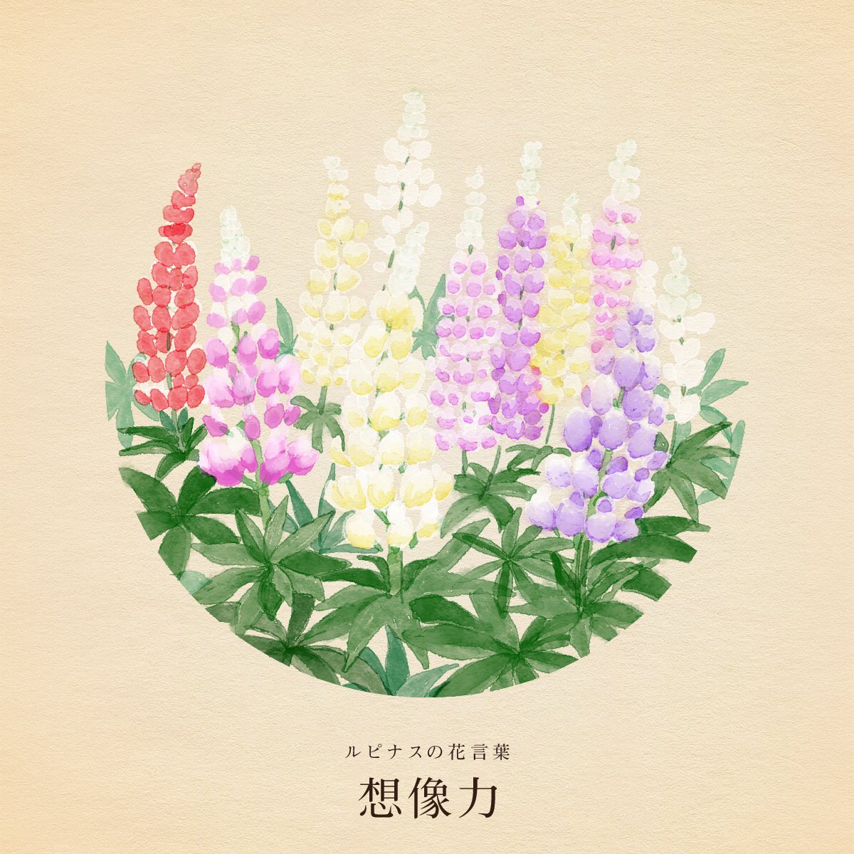美しい花の画像 驚くばかり花 言葉 ルピナス 美しい花の画像 驚くばかり花 言葉 ルピナス
