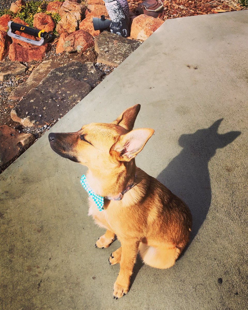 PreciousPawPrnt's tweet photo. Ahh... I love taking in some raysπ #sunbather #relaxin #friyayvibes #bowtiebabe #nopicturesmom #baby #ababyslife #rescuedog #rescuedontshop #dapperpup #bowtiepup #dogbowtie #germanshepherdpuppy #germanshepherdmix #dapperdog #dogbowties #petboutique #preciouspawprints https://t.co/wv1Bz3G6KV