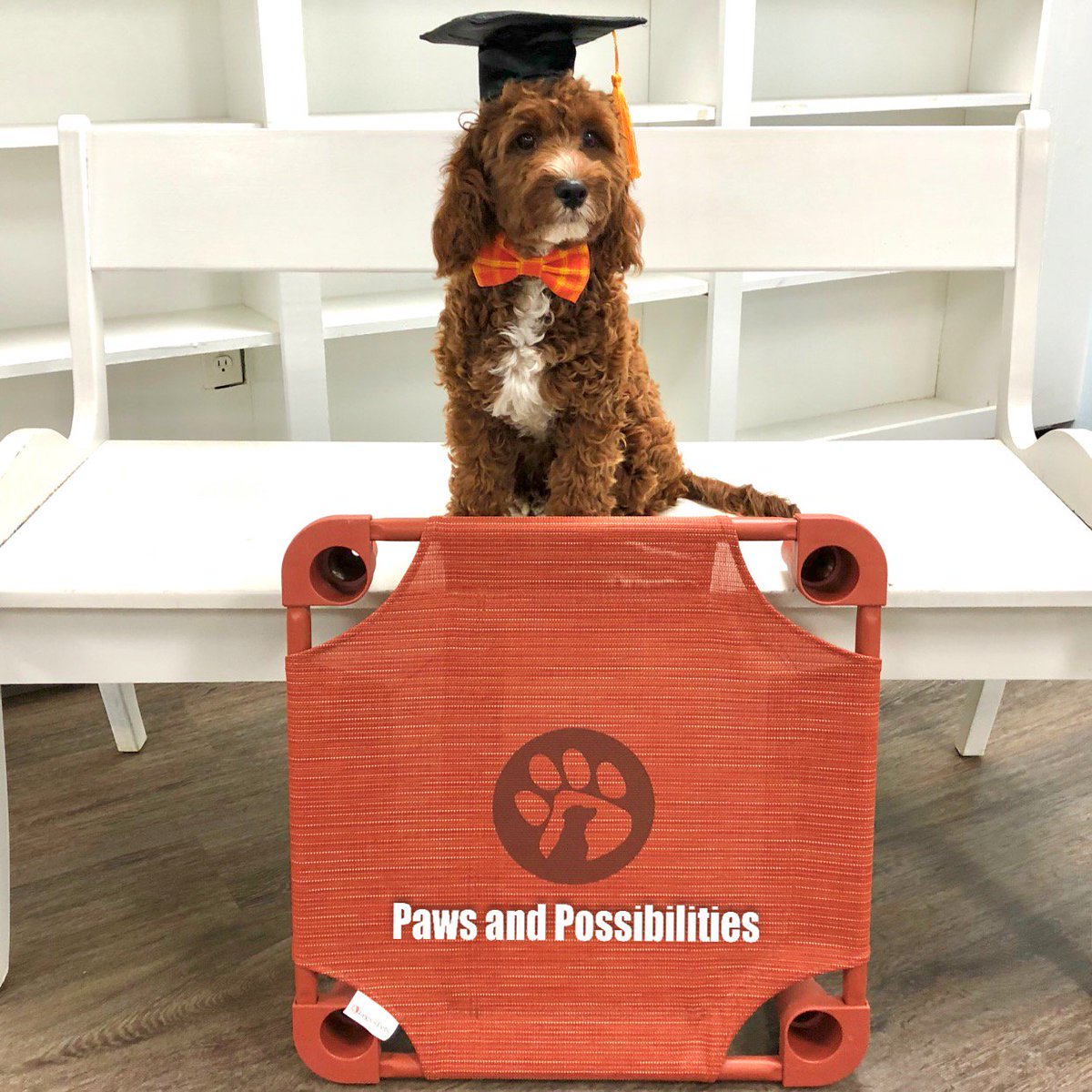KimPawsnPoss's tweet photo. "Thank so much! We will continue to work on what we’ve learned and look forward to coming back." 
kicking.back.with.kaden (Instagram) https://t.co/zPn3QlfMQ4