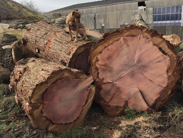 chainsaw_carvin's tweet photo. WANTED - We are looking for large diameter oak and sweet chestnut trunks for a major commission this summer. Contact us if you can help. #timber #oak #sweetchestnut #TreeSurgery https://t.co/AmmrTzBk7A