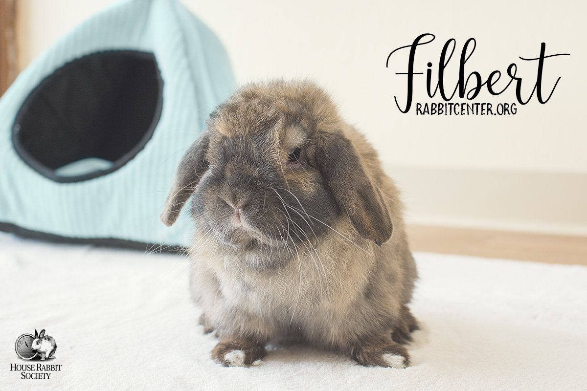 HouseRabbit's tweet photo. Great news to start the weekend- Pogo and Filbert were both adopted today! We wish them both many years of hoppiness in their new forever homes! #AdoptDontShop #NOTanEasterToy https://t.co/ddDFg6uJ8c
