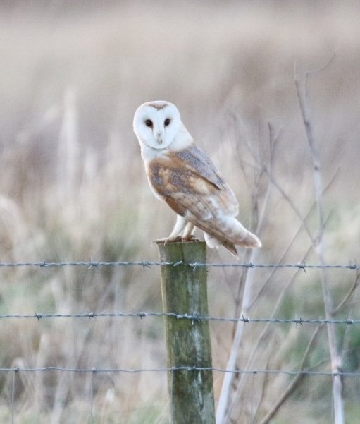 Tracy Shaw tweet media