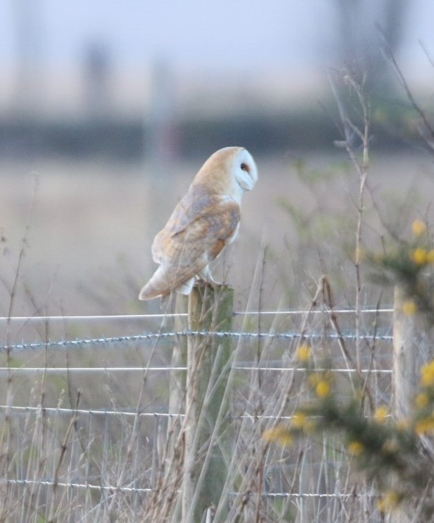 Tracy Shaw tweet media