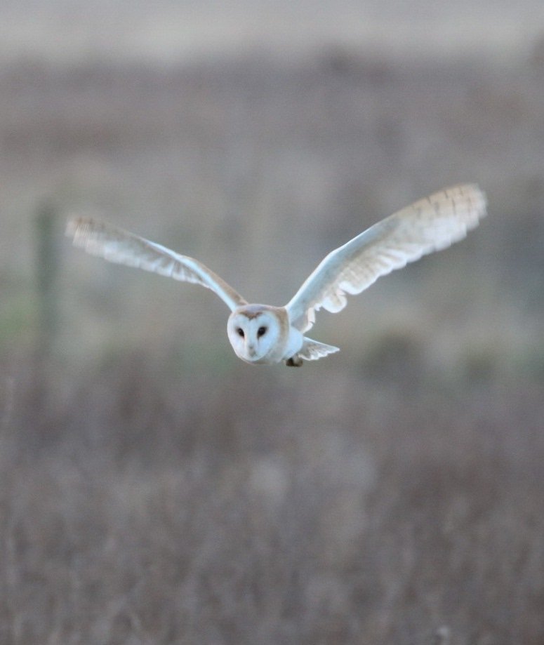 Tracy Shaw tweet media