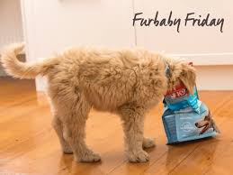 inmypjscreation's tweet photo. It's FURBABY RESCUE FRIDAY!!!
Post pics of your fur babies in the comments below!
https://t.co/DP3xKnDIux
This weeks Oklahoma Animal Rescue is Gods Creatures Animal Rescue. 
https://t.co/GRxCAGSKKE…/… https://t.co/fXlRggBx2K
