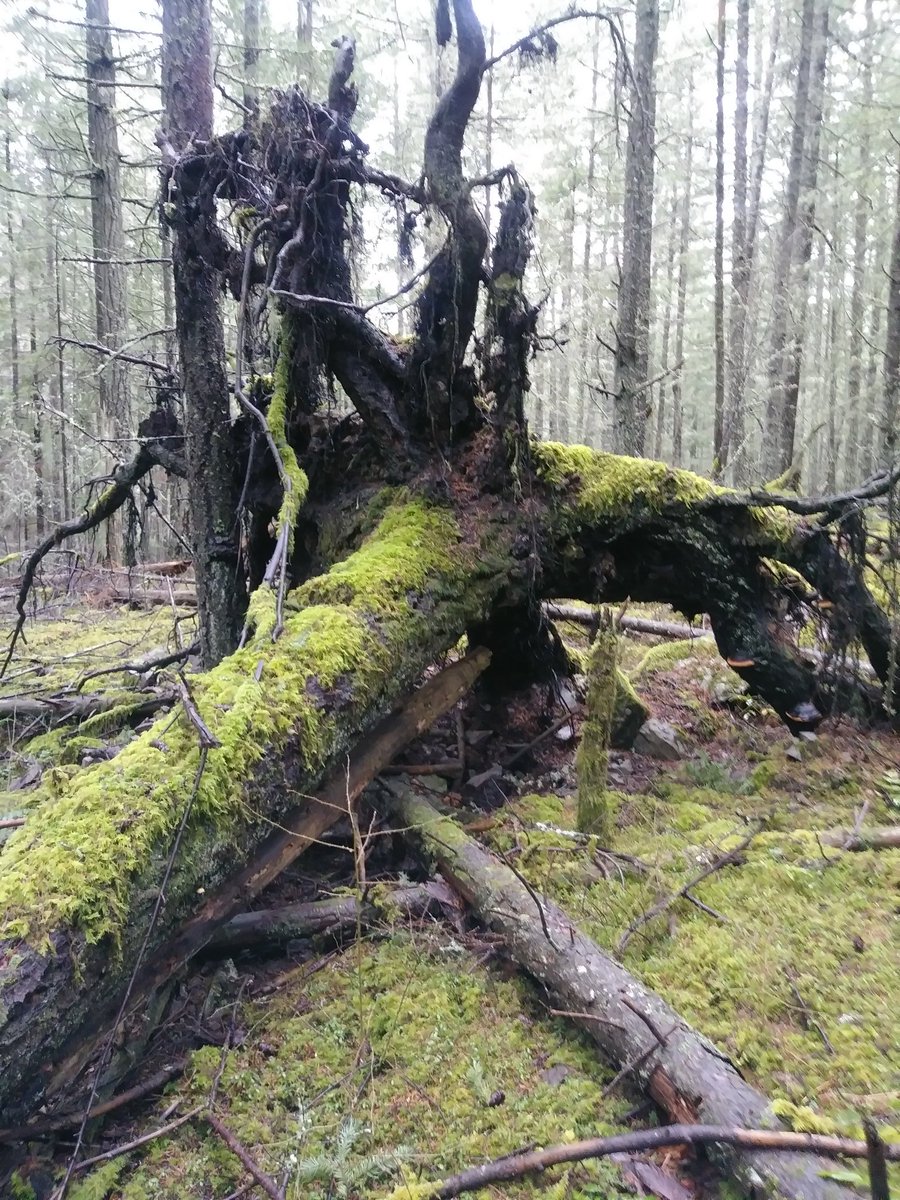 cbresner's tweet image. I want a poem/ I can grow old in. I want a poem I can die in. --Eavan Boland