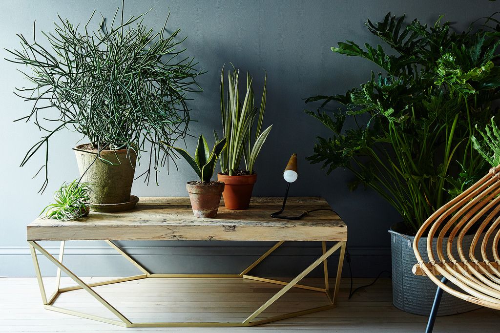 Amolasalt's tweet photo. Time to get your herbs going! Some tips via @Food52 to get you started! https://t.co/q5nM0OObuV https://t.co/M6rqkKcPSh