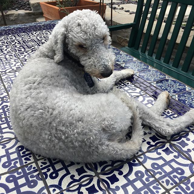 claydoyle's tweet photo. “Where’s my cake?” Fido waits atop the patio table on his 5th Birthday. Can’t believe we adopted him over 3 years ago! #fidoofsunsetdrive #fidosbirthday bedlingtonterrier #bedlingtonsofinstagram #베들링턴테리어 #doylelogan  #instagramdogs #petstagram #d… https://t.co/986jGkxjch https://t.co/oiCGKAOoRq