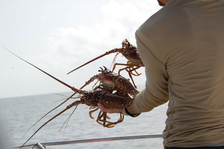 MyFWClife's tweet photo. ⭐️ ⭐️ ⭐️ ⭐️⭐️   Spiny lobster. No claws (weird!), but was delicious nonetheless. https://t.co/AmUrgjuSID #spinylobster #rateaspecies https://t.co/jbjaweuE0O