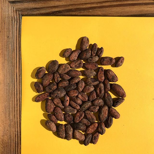 EnlivenCacao's tweet image. Sorting party tonight! Did you know every bag of Enliven Cacao we send to chocolate makers has been *double* sorted? We do it once in Nicaragua and once in Minnesota to make sure our customers get only the best! 
- 
#beansorting #cacaobeans #cacao #beantobar #double