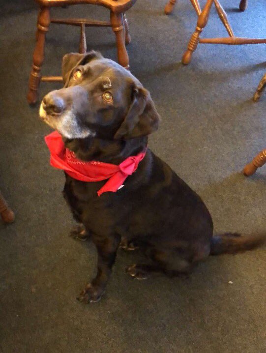 RubyFrat's tweet photo. Well of course a team with a retriever mascot just busted the NCAA brackets, we are amazing animals. #MarchMadness2018 https://t.co/VfrCR3uCyw