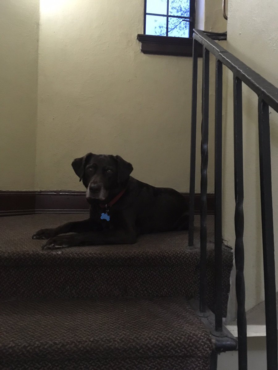 RubyFrat's tweet photo. Well of course a team with a retriever mascot just busted the NCAA brackets, we are amazing animals. #MarchMadness2018 https://t.co/VfrCR3uCyw